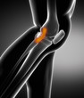 Knee ligament anatomy