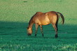Piękny brązowy koń na łące