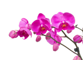 Wall Mural - orchid branch