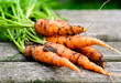 frisch geerntete Bio-Karotten