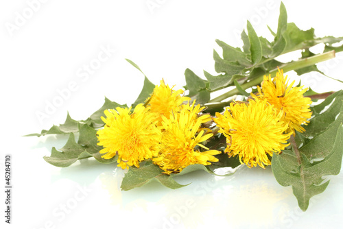 Naklejka na meble dandelion flowers and leaves isolated on white