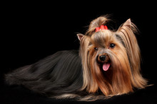 Beautiful Yorkshire Terrier On Black Background