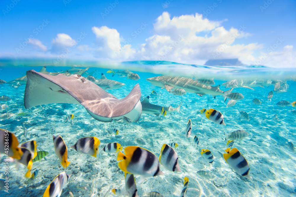 Bora Bora underwater - obrazy, fototapety, plakaty 