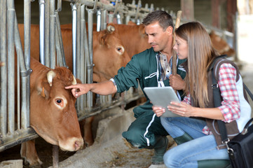 Farmer and veterinarian checking on cows