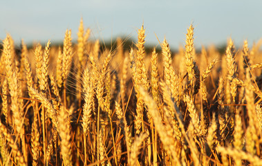 Wheat field with blue sky