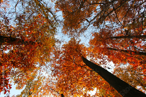 Obraz w ramie Sky with clouds and sunshine through the autumn tree branches