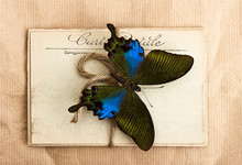 Beautiful Butterfly And Old Post Cards