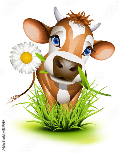 Obraz w ramie Jersey cow in grass