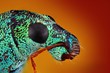 Extreme sharp and detailed study of metallic weevil