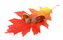 Chestnuts On Colorful Autumn