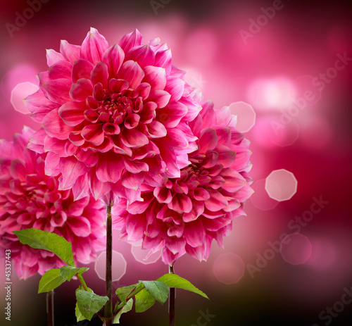Dahlia Autumn Flowers - 45337443
