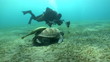 Unterwasserwelt: Meeresschildkröte, Rotes Meer