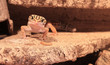 Leopardgecko auf der Jagd