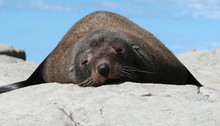 One Sealion Lying On The Rock Against Blue Sky Background