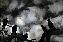 Vultures Silhouetted Against A Full Moon And Spooky Sky