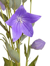 Flower, Bud And Leaves Of A Balloon Flower On White