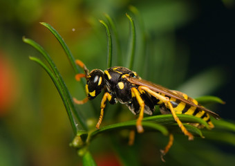 Wall Mural - Wasp insect