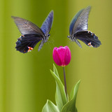 160_f_45374902_spyhas2cpmbprf78ezv07xqaidjeqndj