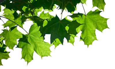 fresh green maple leaves isolated on a white background