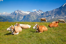 Cows In The Swiss Alps