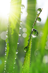 Fresh grass with dew drops close up