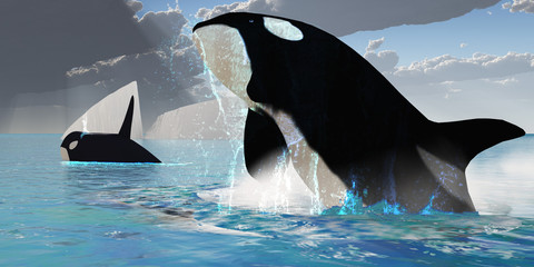 Wall Mural - Orca Whales