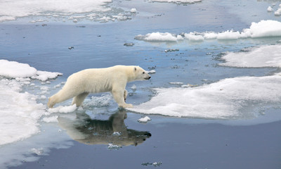 polar bear in natural environment