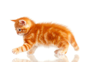 Red kitten