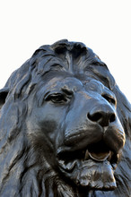 Head Of Lion At Trafalgar Square