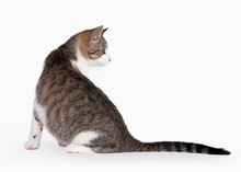 Young Brown Bicolor Domestic Cat On White Background