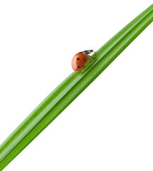 Ladybug on a green blade of grass