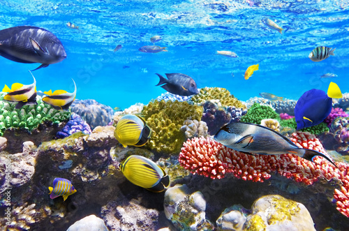 Naklejka na szybę Coral and fish in the Red Sea.Egypt