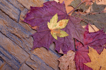 rote und gelbe Herbstblätter