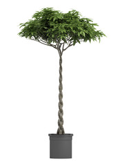 pachira with braided stem