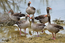Group Of Greylag Geese (Anser Anser Domesticus), Near Of A Pond