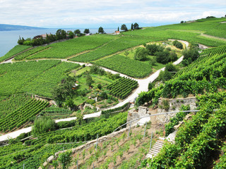 Wall Mural - Famouse vineyards in Lavaux region against Geneva lake. Switzerl