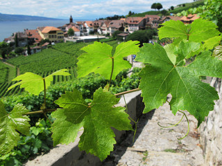 Famouse vineyards in Lavaux region against Geneva lake. Switzerl