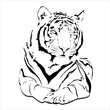 big wild cat - tiger