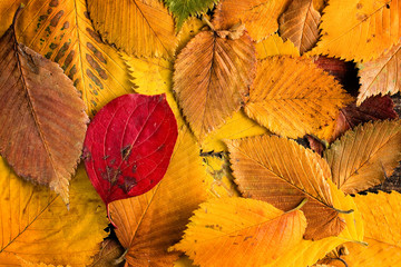 Wall Mural - Autumn leaves background