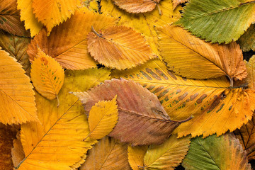 Wall Mural - Autumn leaves background