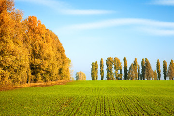 Wall Mural - Autumn scenery with winter wheat field