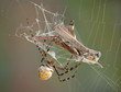 © Cathy Keifer - Argiope spider wrapping hopper