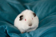 baby Himalayan US-Teddy guinea pig on cushion