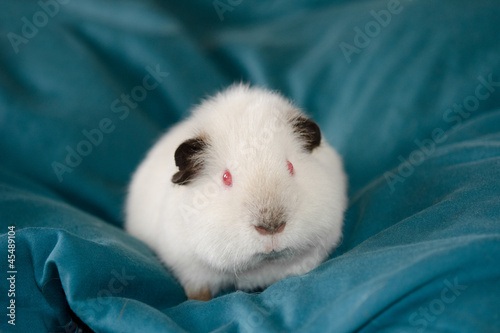 baby teddy guinea pig