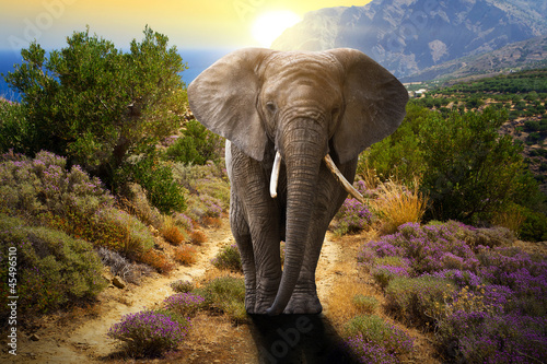 Plakat na zamówienie Elephant walking on the road at sunset