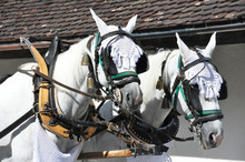 Pair Of Horses In Harness. Switzerland