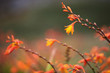 Montbretia Crocosmia Falling Stars, Coppertips wildflower