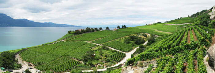 Wall Mural - Famouse vineyards in Lavaux region against Geneva lake. Switzerl