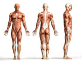 Fototapeta  - anatomy, muscles