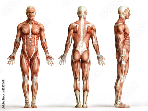 Nowoczesny obraz na płótnie anatomy, muscles